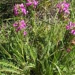 Pedicularis gyroflexa Habit