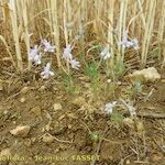 Delphinium pubescens Habit