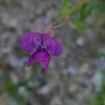 Lathyrus angulatus Blomst