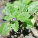 Stemodia verticillata Blatt