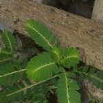 Phyllanthus urinaria Blomma