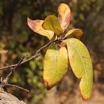 Faurea rochetiana Blatt