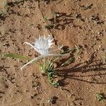 Pancratium trianthum Floro