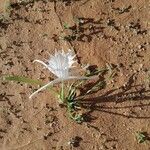 Pancratium trianthum Flower