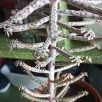 Kalanchoe delagoensis Ліст