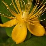 Hypericum × inodorum Virág