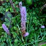 Astilbe rubra Bloem