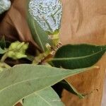 Eucalyptus robusta Leaf