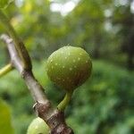 Ficus lateriflora Fruct