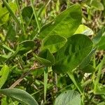 Desmodium heterocarpon Hoja