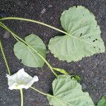 Ipomoea alba Blatt