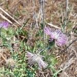 Galactites tomentosusFlower