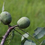 Sclerocarya birrea Плод