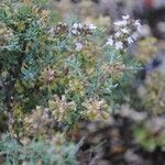 Thymus vulgaris Flower