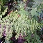 Dryopteris aemula Muu