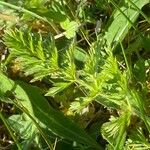 Daucus muricatus Likasa
