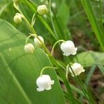 Convallaria majalis Λουλούδι