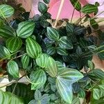 Peperomia quadrangularis Leht