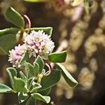 Cuscuta planiflora Flower