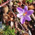 Crocus corsicus Flower