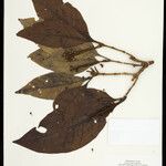 Byrsonima crispa Hoja