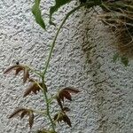 Chrysoglossum ornatum 花