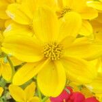 Bidens aurea 花