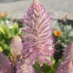 Ptilotus extenuatus Flor