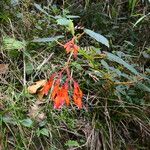 Begonia ferrugineaBlomma