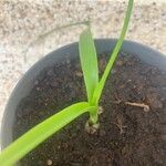 Albuca bracteata List