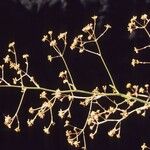 Eriogonum alatum Агульны выгляд