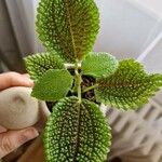 Pilea mollis Hoja