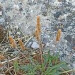 Plantago coronopus Flower