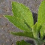 Erigeron sumatrensis Blad