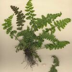 Asplenium foreziense Costuma