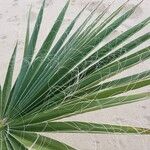 Washingtonia robusta Blatt