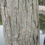 Cercidiphyllum japonicum Bark