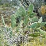 Opuntia littoralis Lapas