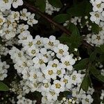 Spiraea × vanhouttei Õis