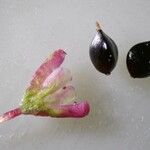 Persicaria minor Fruit