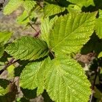 Rubus armeniacus Лист