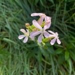 Saponaria officinalisFlower