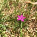 Dianthus armeria花