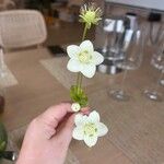 Parnassia palustrisFlower