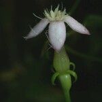 Manettia longipedicellata Fruit