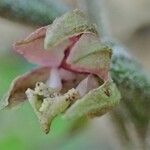 Epipactis microphylla Meyve