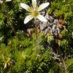 Saxifraga bryoides Fleur