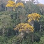 Handroanthus albus Fuelha