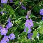 Geranium pratenseFlower