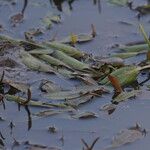 Potamogeton polygonifolius Leaf